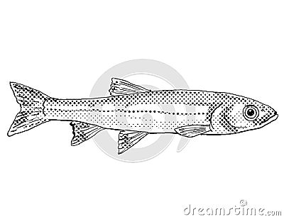 Warpaint shiner or Luxilus coccogenis Freshwater Fish Cartoon Drawing Stock Photo