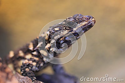 Warren girdled lizard Stock Photo