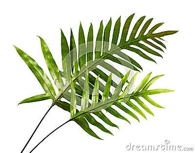 Wart fern leaf, Ornamental foliage, Fern isolated on white background, with clipping path Stock Photo