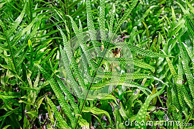 Wart fern Microsorum grossum - Davie, Florida, USA Stock Photo