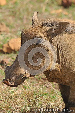 Warthog Stock Photo