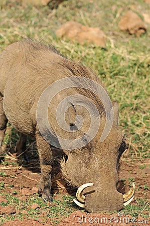 Warthog Stock Photo