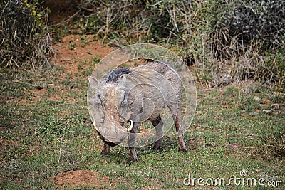 Warthog in Addo Elephant National Park, South Africa Stock Photo