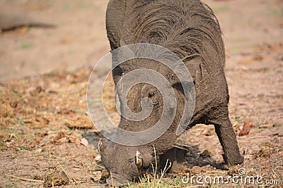 Warthog Stock Photo