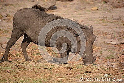 Warthog Stock Photo