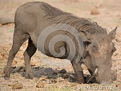 Warthog Stock Photo