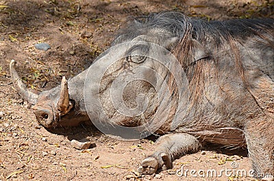 Warthog Stock Photo