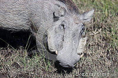 Warthog (Common Warthog) feeding. Delta Okavango Stock Photo