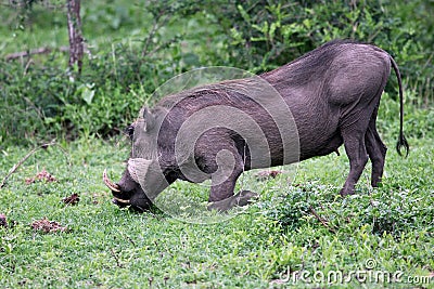 Warthog (Common Warthog) feeding. Delta Okavango Stock Photo