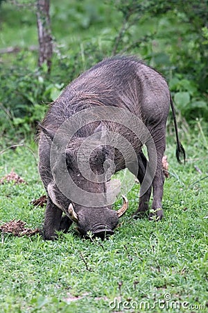 Warthog (Common Warthog) feeding. Delta Okavango Stock Photo