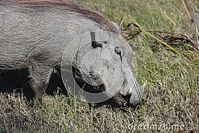 Warthog (Common Warthog) feeding. Delta Okavango, Stock Photo