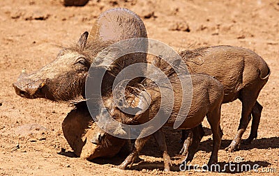 Warthog or Common Warthog, Phacochoerus africanus, all muddy Stock Photo