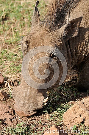 Warthog or Common Warthog Phacochoerus africanus Stock Photo