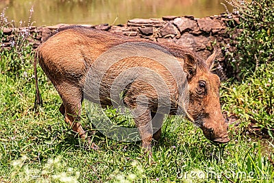 Warthog in kenya Stock Photo