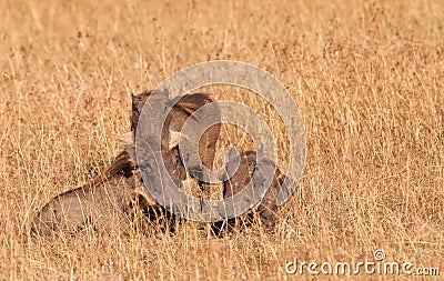 A Warthog Family Stock Photo