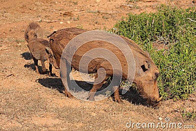 Warthog family Stock Photo