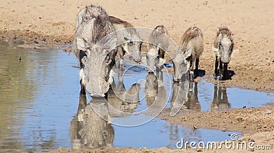 Warthog Family - African Wildlife - Family Security and Bonds Stock Photo