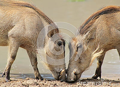 Warthog - Family Reunion Stock Photo