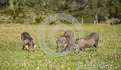 Warthog family in the spring flowers Stock Photo
