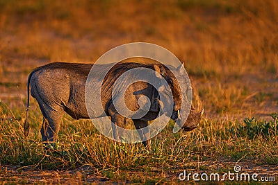 Warthog family, two young, in the green wet season African landscape. rown wild animal. Close-up detail of animal in nature Stock Photo