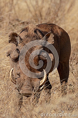 Warthog, Kenya, Africa Stock Photo
