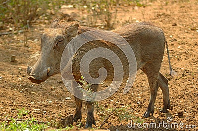 Warthog (Phacochoerus) Stock Photo