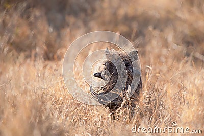 Warthog (Phacochoerus aethiopicus) Stock Photo