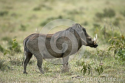 Warthog, phacochoerus aethiopicus, Male with long Tusks, Masai Mara Park in Kenya Stock Photo