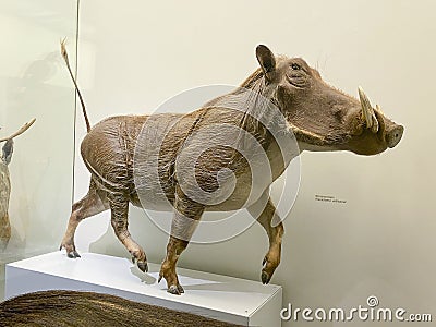 Warthog - Phacochoerus aethiopicus, Pumba Editorial Stock Photo