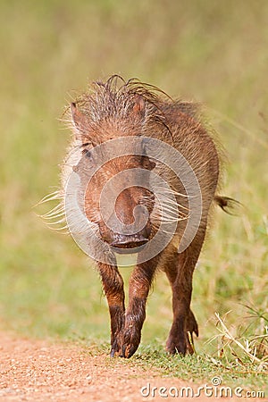 Warthog (phacochoerus africanus) Stock Photo