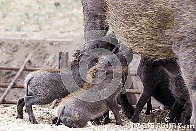 Warthog (Phacochoerus africanus) babies feeding Stock Photo