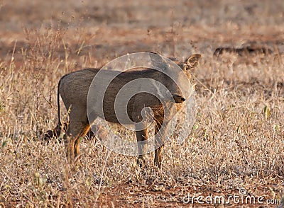 Warthog piglet standing in dry grass Stock Photo