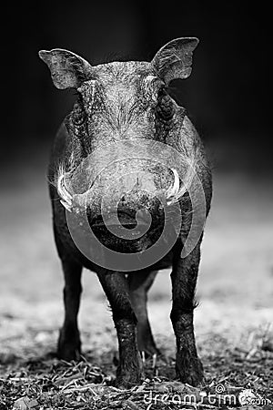 Warthog portrait in black and white. Phacochoerus africanus Stock Photo