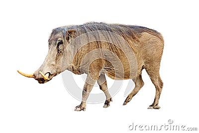 Warthog Profile Isolated Stock Photo