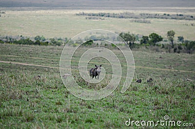 Warthog on savanna, Masai Mara National Park, Kenya, Africa Stock Photo