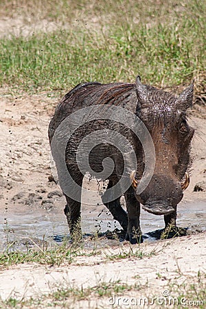 Warthog Stock Photo