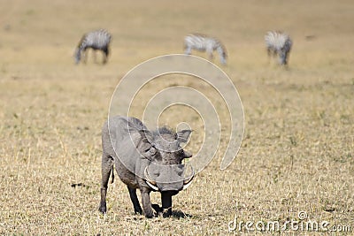 A warthog on the wildland Stock Photo