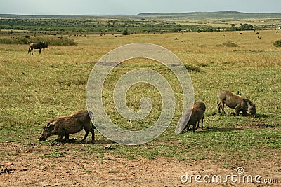 Warthogs Stock Photo