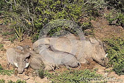Warthogs Stock Photo
