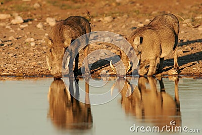 Warthogs drinking Stock Photo