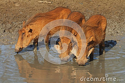 Warthogs drinking Stock Photo
