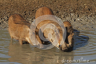 Warthogs drinking Stock Photo