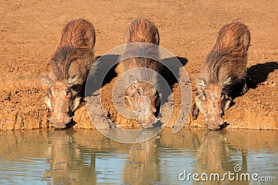 Warthogs drinking Stock Photo