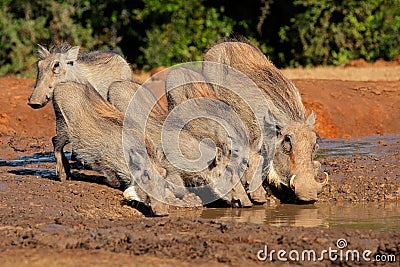 Warthogs drinking water Stock Photo