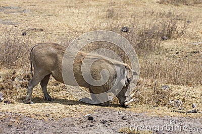 Warthogs Stock Photo