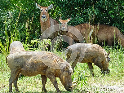 warthogs in the grassland in africa at summer Stock Photo