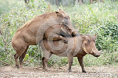 Warthogs mating. Stock Photo