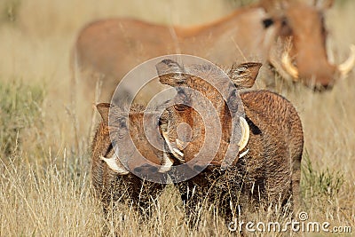 Warthogs in natural habitat - South Africa Stock Photo