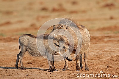 Warthogs in natural habitat - South Africa Stock Photo