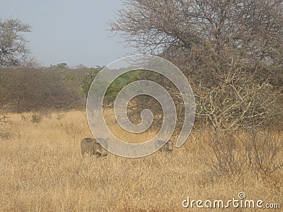 Warthogs Stock Photo